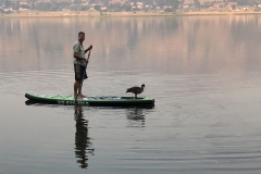 Goose-Paddleboard